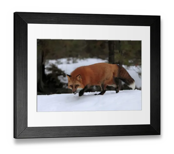 Framed Print : American Red Fox (Vulpes vulpes fulva) adult, walking in snow, Montana, U. S. A. winter (captive) Framed Print : American Red Fox (Vulpes vulpes fulva) adult, walking in snow, Montana, U. S. A. winter (captive)