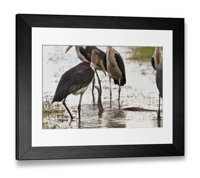 Framed Print : Marabou Storks surround a Mozambique Spitting Cobra Framed Print : Marabou Storks surround a Mozambique Spitting Cobra