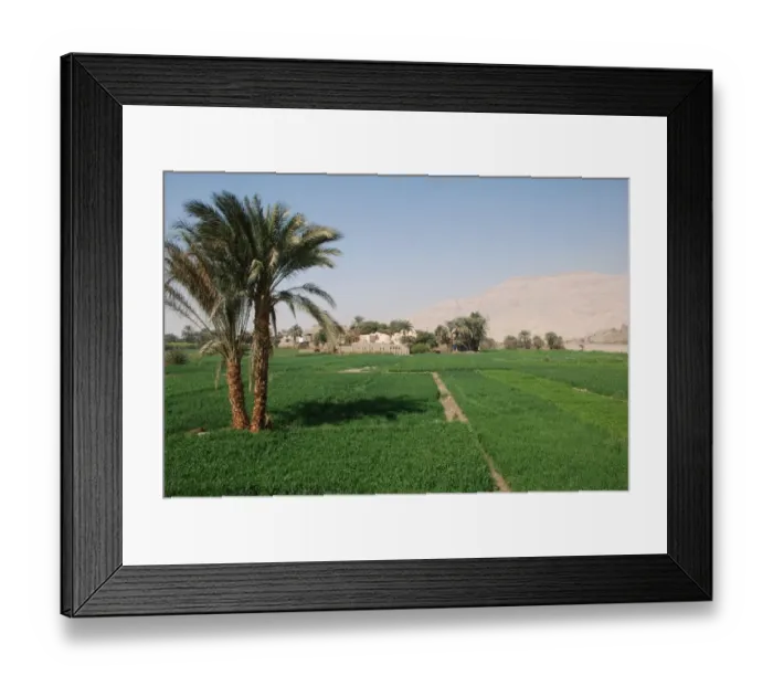 Framed Print : Crops growing in irrigated field at edge of desert, near Kom Lolah, West Bank, Egypt, january Framed Print : Crops growing in irrigated field at edge of desert, near Kom Lolah, West Bank, Egypt, january