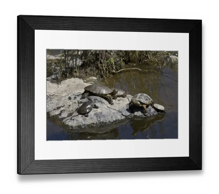 Framed Print : spanish terrapin -extremadura Spain