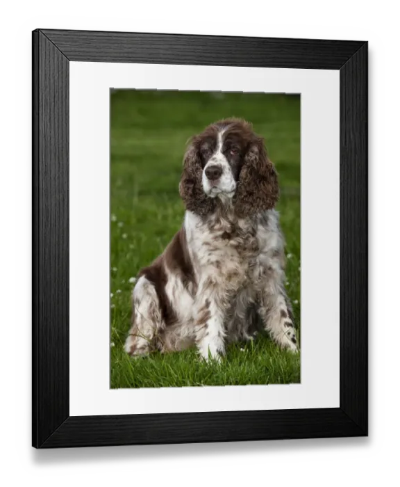 Framed Print : Domestic Dog, English Springer Spaniel, elderly adult, sitting on grass, England, july