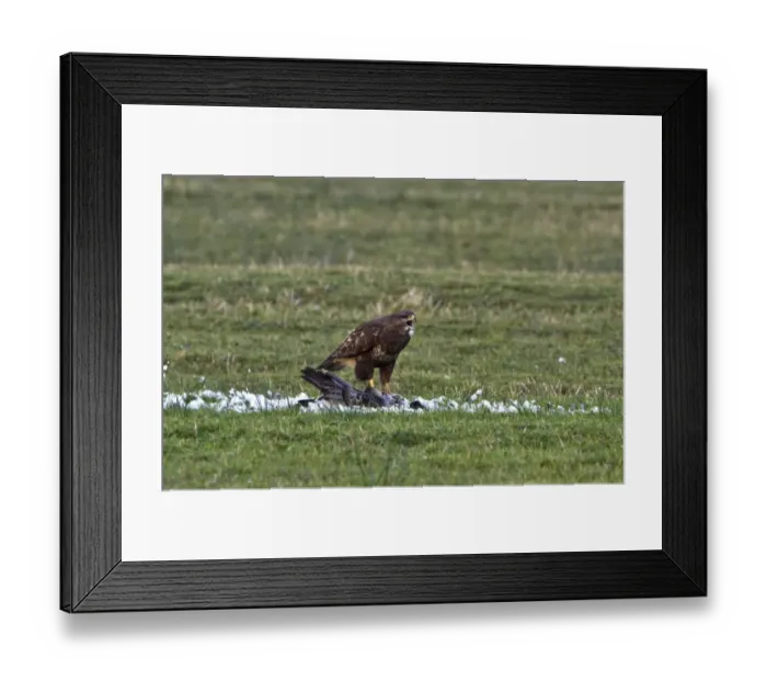 Framed Print : Buzzard feeding on Barnacle Goose, Islay, Scotland Framed Print : Buzzard feeding on Barnacle Goose, Islay, Scotland