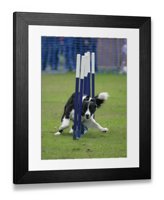 Framed Print : Domestic Dog, Border Collie, adult, weaving through poles, England, september Framed Print : Domestic Dog, Border Collie, adult, weaving through poles, England, september