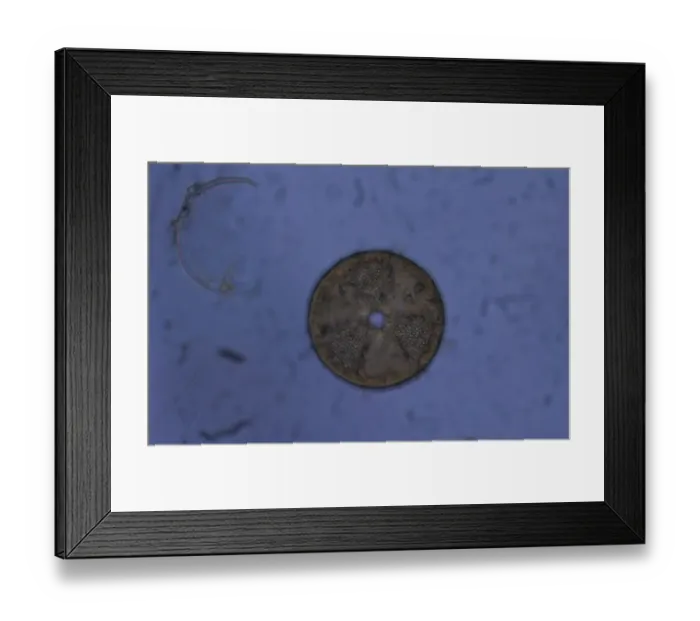 Framed Print : acrinoptychus senarius living in the plankton x130 magnification
