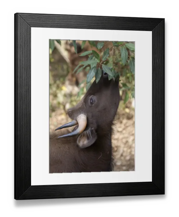 Framed Print : Gaur (Bos gaurus) adult female, close-up of head, feeding on leaves from tree, Kanha N. P. Madhya Pradesh, India Framed Print : Gaur (Bos gaurus) adult female, close-up of head, feeding on leaves from tree, Kanha N. P. Madhya Pradesh, India