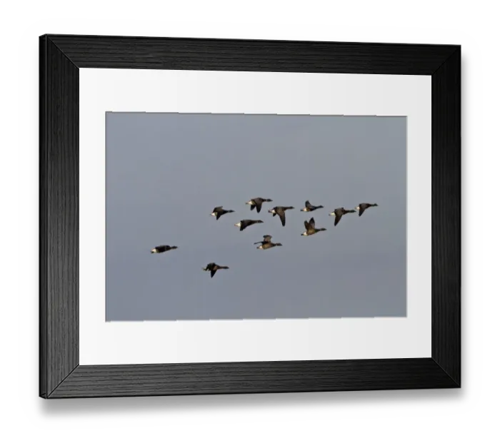 Framed Print : Brent Geese, winter flock flying over Deepdale Marsh, Brancaster, North Norfolk Framed Print : Brent Geese, winter flock flying over Deepdale Marsh, Brancaster, North Norfolk