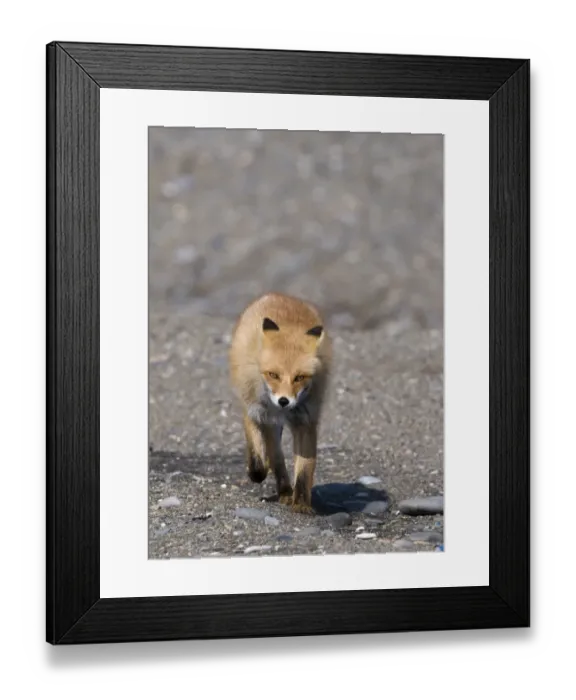 Framed Print : Red Fox (Vulpes vulpes schrencki) adult, walking along beach, Hokkaido, Japan, winter Framed Print : Red Fox (Vulpes vulpes schrencki) adult, walking along beach, Hokkaido, Japan, winter