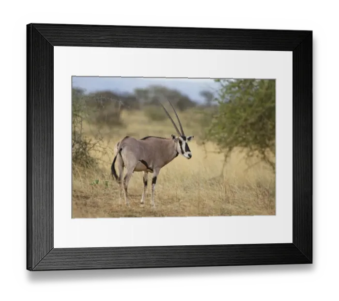 Framed Print : Beisa Oryx (Oryx beisa) adult, standing in dry savanna, Awash N. P. Afar Region, Ethiopia Framed Print : Beisa Oryx (Oryx beisa) adult, standing in dry savanna, Awash N. P. Afar Region, Ethiopia