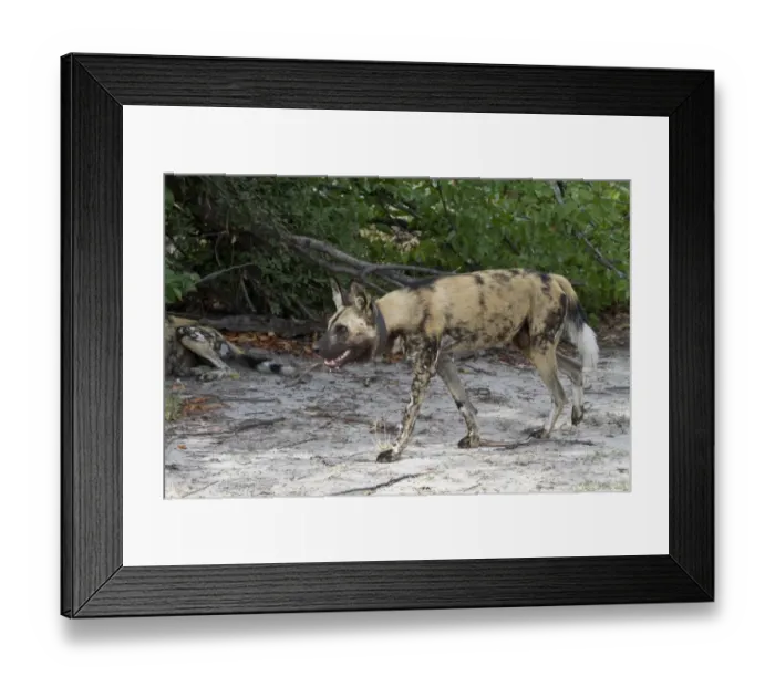 Framed Print : Hunting Dog with radio collar. Lycaon pictus is a large canid found only in Africa