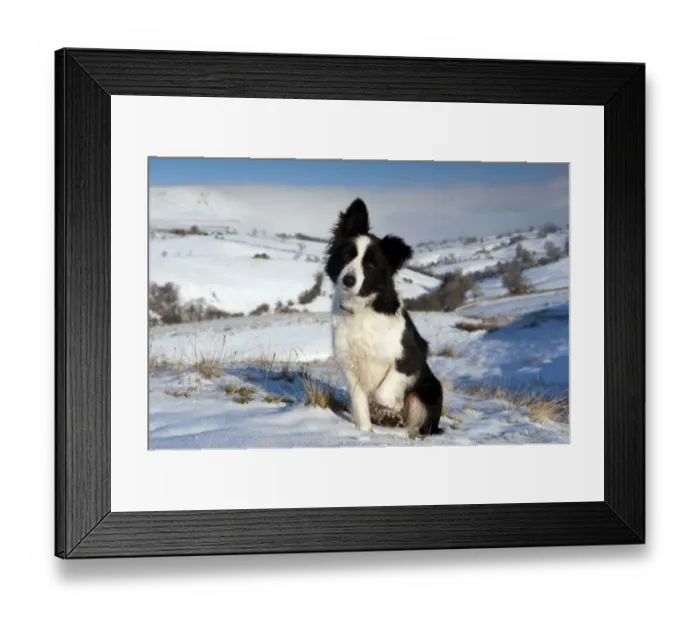 Framed Print : Domestic Dog, Border Collie sheepdog, adult, sitting in snow on fell, Cumbria, England, december