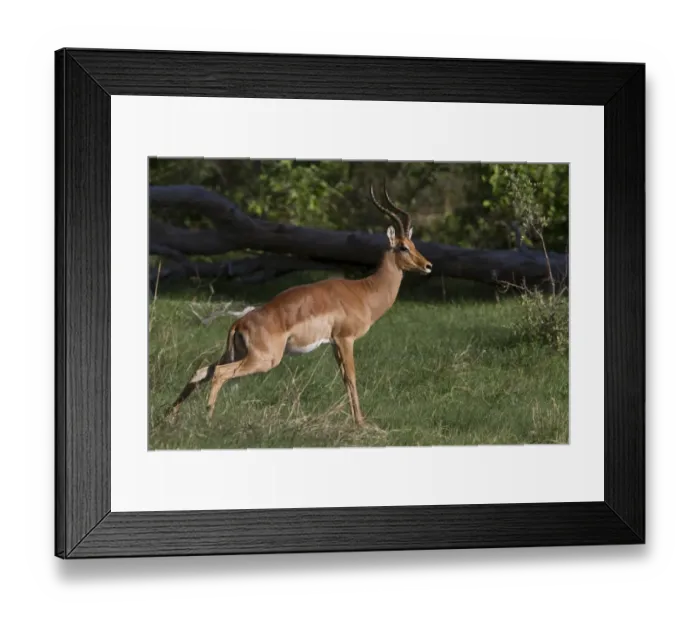 Framed Print : Impala male marking its territory - Botswana