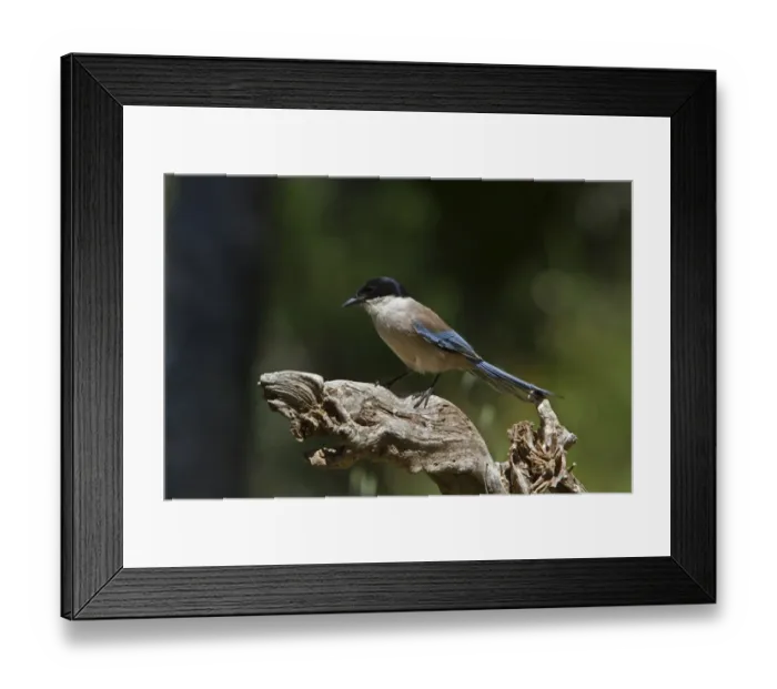 Framed Print : Azure winged Magpie - Extremadura, Spain