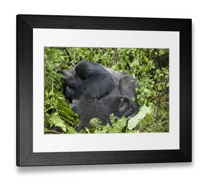Framed Print : Mountain Gorilla (Gorilla beringei beringei) silverback adult male and young, resting in vegetation, Volcanoes N. P Framed Print : Mountain Gorilla (Gorilla beringei beringei) silverback adult male and young, resting in vegetation, Volcanoes N. P