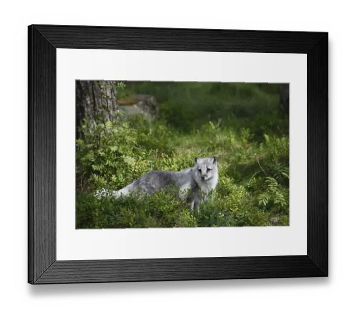 Framed Print : Arctic Fox (Alopex lagopus) adult, in transitional coat, standing in vegetation, Finland, july Framed Print : Arctic Fox (Alopex lagopus) adult, in transitional coat, standing in vegetation, Finland, july