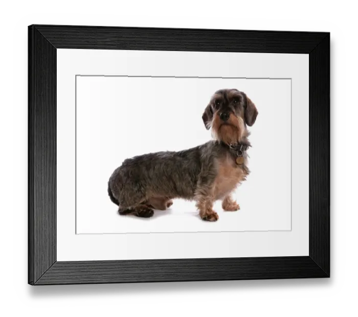 Framed Print : Domestic Dog, Grande Basset Griffon Vendeen, adult male, with collar and identi-chipped tag, sitting Framed Print : Domestic Dog, Grande Basset Griffon Vendeen, adult male, with collar and identi-chipped tag, sitting