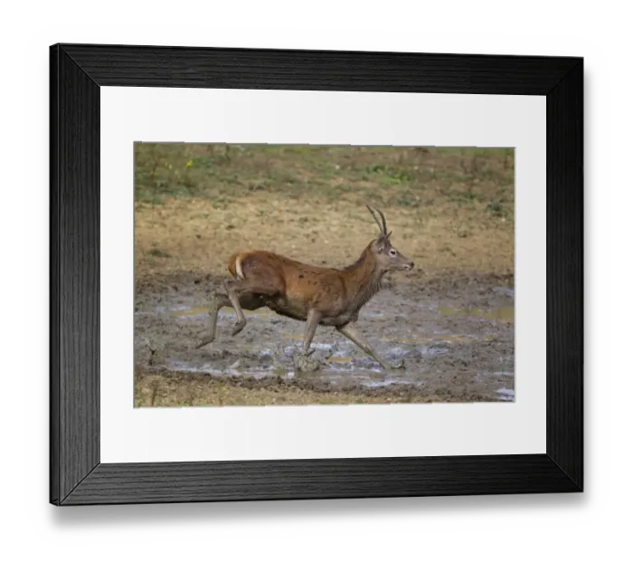 Framed Print : Red Deer (Cervus elaphus) young stag, running through wallow, during rutting season, Minsmere RSPB Reserve, Suffolk Framed Print : Red Deer (Cervus elaphus) young stag, running through wallow, during rutting season, Minsmere RSPB Reserve, Suffolk