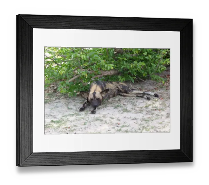 Framed Print : African Wild Dog (Lycaon pictus) adult, sleeping in shade, Okavango Delta, Botswana