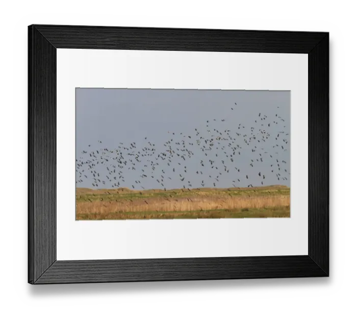 Framed Print : Winter flock of Lapwings flying over marsh, Brancaster North Norfolk Framed Print : Winter flock of Lapwings flying over marsh, Brancaster North Norfolk