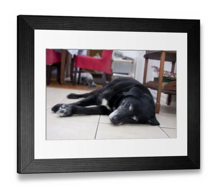 Framed Print : Domestic Dog, labrador cross mongrel, with Greek Mountain Dog in background, elderly adults, resting on house floor Framed Print : Domestic Dog, labrador cross mongrel, with Greek Mountain Dog in background, elderly adults, resting on house floor