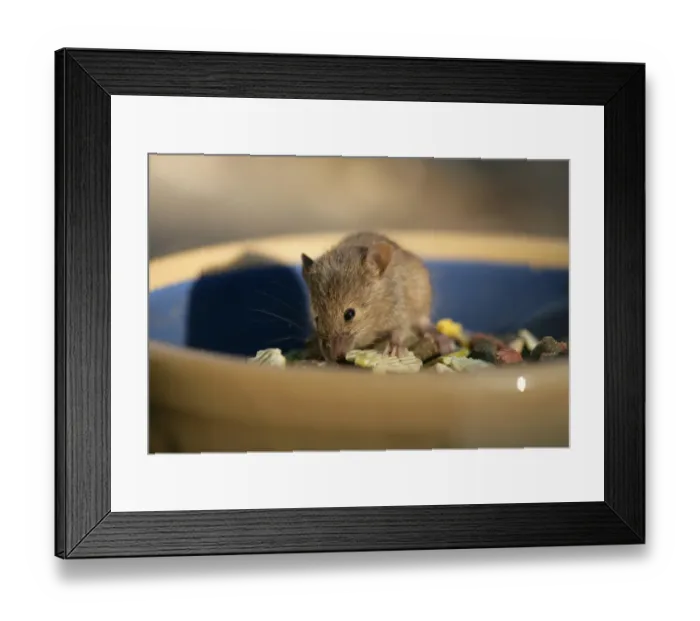 Framed Print : House Mouse (Mus musculus) adult, feeding on pet rabbit food in bowl, England, july Framed Print : House Mouse (Mus musculus) adult, feeding on pet rabbit food in bowl, England, july