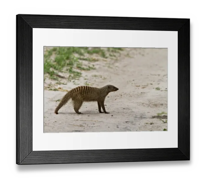 Framed Print : Banded Mongoose - Botswana Framed Print : Banded Mongoose - Botswana