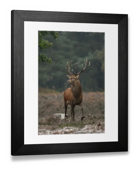 Framed Print : Red Deer (Cervus elaphus) stag, walking amongst heather during rutting season, Suffolk, England, november