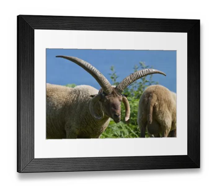 Framed Print : Manx Loaghtan ram, a breed of sheep reintroduced to Jersey#s northern coast