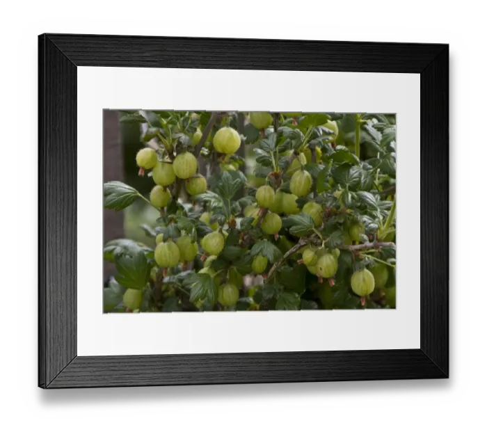 Framed Print : Gooseberry fruits on plant Framed Print : Gooseberry fruits on plant