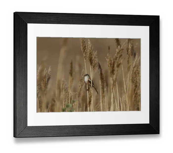 Framed Print : Female Beared Tit on reeds, Minsmere Suffolk