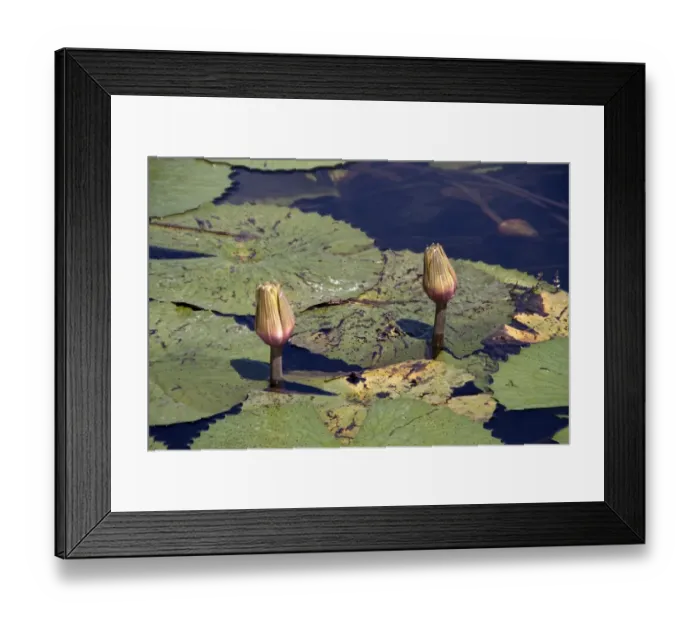 Framed Print : Nymphaea lotus, the white water lily, or white lotus which has night-blooming white or cream flowers Framed Print : Nymphaea lotus, the white water lily, or white lotus which has night-blooming white or cream flowers