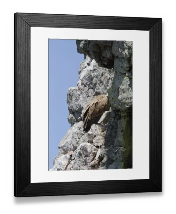 Framed Print : Eurasian Griffon Vulture at Monfrague, Extremadura, Spain