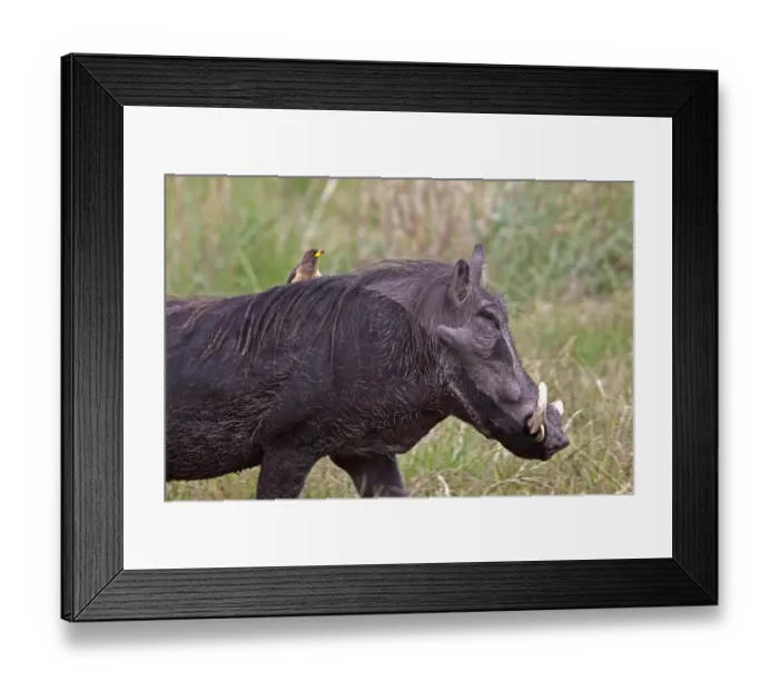 Framed Print : African Warthog with yellow billed oxpecker riding on its back Framed Print : African Warthog with yellow billed oxpecker riding on its back