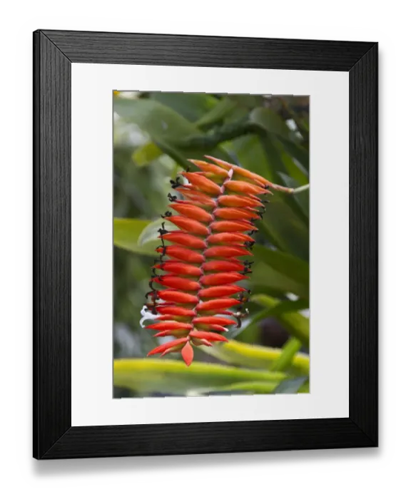 Framed Print : Tillandsia dyeriana is a species of plant in the Bromeliaceae family. It is endemic to Ecuador Framed Print : Tillandsia dyeriana is a species of plant in the Bromeliaceae family. It is endemic to Ecuador
