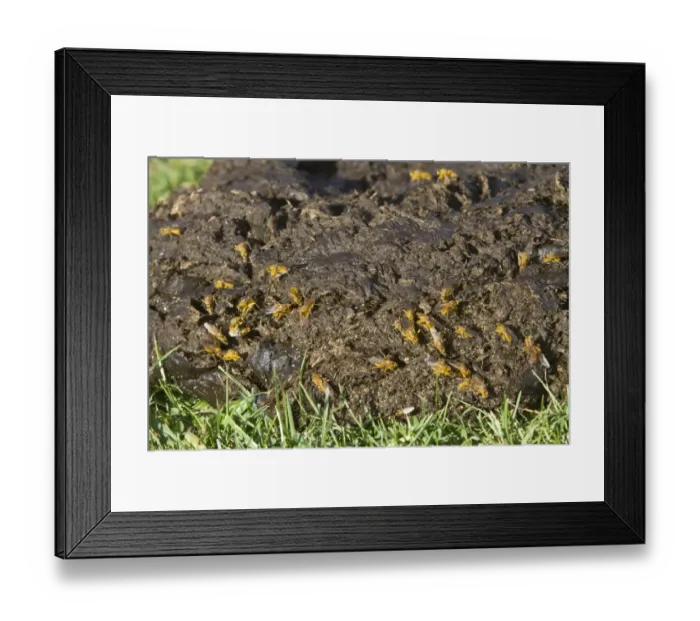 Framed Print : Scathophaga stercoraria, known as the common yellow dung fly or sometimes called the golden dung fly