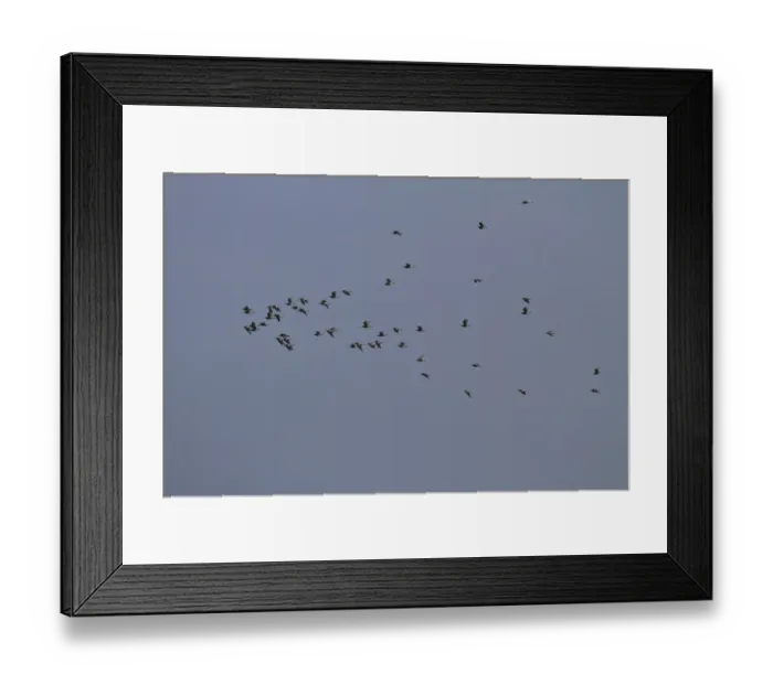 Framed Print : Flock of winter Eurasian Curlew flying over marshland north Norfolk Framed Print : Flock of winter Eurasian Curlew flying over marshland north Norfolk