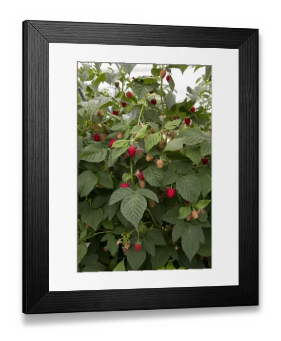 Framed Print : raspberry plant named Driscoll Cardinal. The new cultivar is distinguished from other raspberry cultivars by its firm Framed Print : raspberry plant named Driscoll Cardinal. The new cultivar is distinguished from other raspberry cultivars by its firm