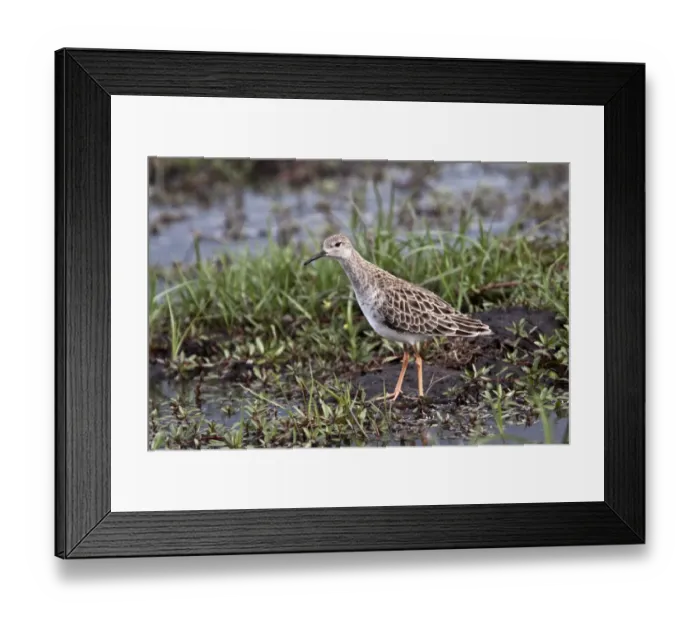 Framed Print : Ruff a winter visitor to southern africa. Taken in Botswana in the Okavango Delta Framed Print : Ruff a winter visitor to southern africa. Taken in Botswana in the Okavango Delta