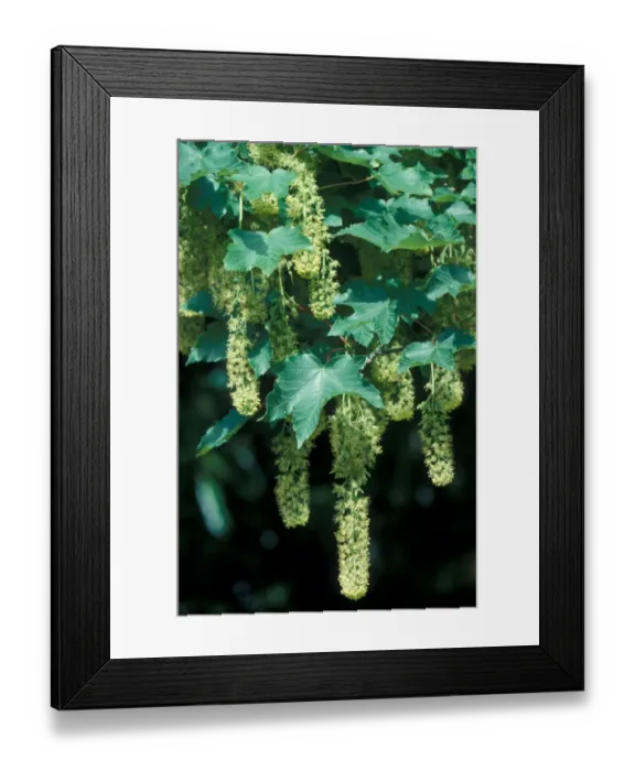Framed Print : sycamore flower clusters Framed Print : sycamore flower clusters