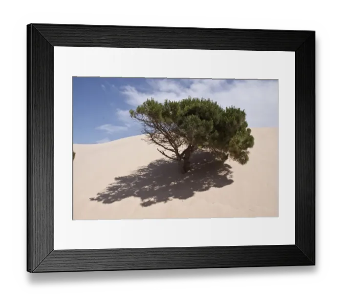 Framed Print : Stone pine trees are engulfed by the moving sand dunes of the Coto Donana, Spain Framed Print : Stone pine trees are engulfed by the moving sand dunes of the Coto Donana, Spain