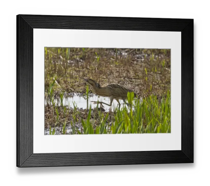 Framed Print : Bittern in young reed, April, Minsmere, Suffolk Framed Print : Bittern in young reed, April, Minsmere, Suffolk