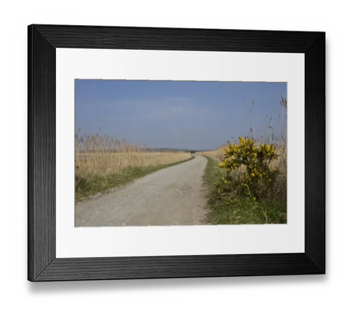 Framed Print : Southern section of the Scrape walk at RSPB Minsmere, Suffolk with common reed and Gorse Framed Print : Southern section of the Scrape walk at RSPB Minsmere, Suffolk with common reed and Gorse
