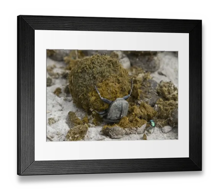 Framed Print : Dung beetle making a dung ball to roll away and bury with an egg inside Framed Print : Dung beetle making a dung ball to roll away and bury with an egg inside