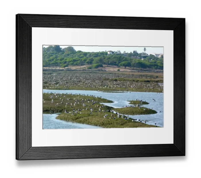Framed Print : Roosting gulls including Yellow legged at Ria Formosa Nature park, Quinta do Lago, Portugal Framed Print : Roosting gulls including Yellow legged at Ria Formosa Nature park, Quinta do Lago, Portugal