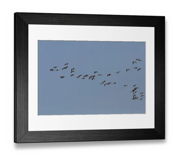Framed Print : Pink footed Geese, winter flock flying at Brancaster, North Norfolk Framed Print : Pink footed Geese, winter flock flying at Brancaster, North Norfolk