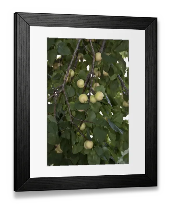 Framed Print : Apricot fruits on tree # Spain Framed Print : Apricot fruits on tree # Spain