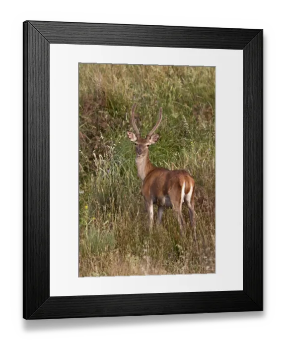 Framed Print : Iberian Red Deer taken in Extremadura Spain, A young male