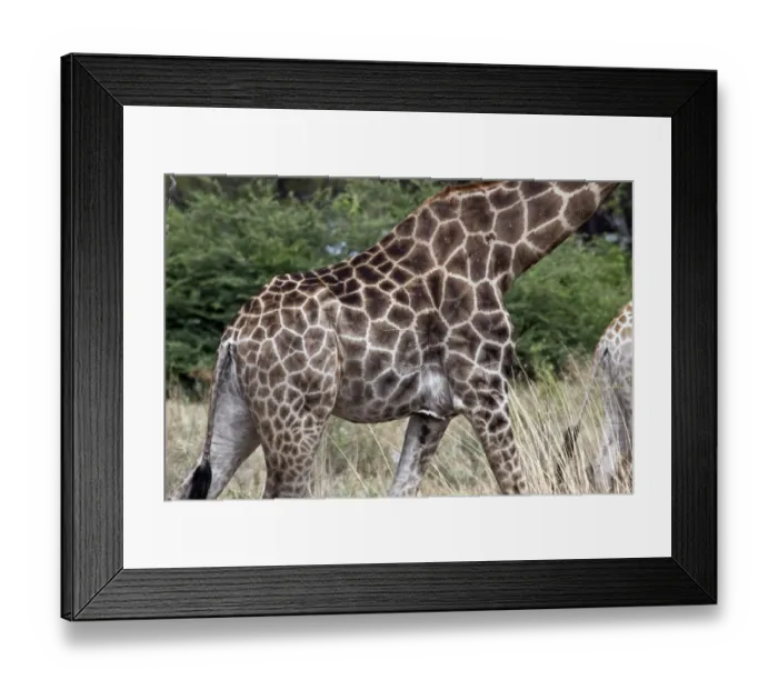 Framed Print : The skin pattern of the African Giraffe showing some scarring Framed Print : The skin pattern of the African Giraffe showing some scarring