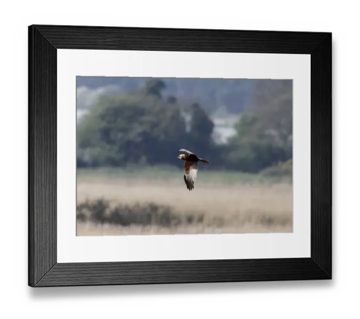 Framed Print : Male Western Marsh Harrier at Minsmere Suffolk - April