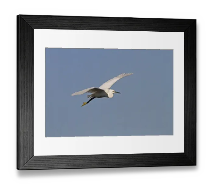 Framed Print : Flying Little Egret - Botswana