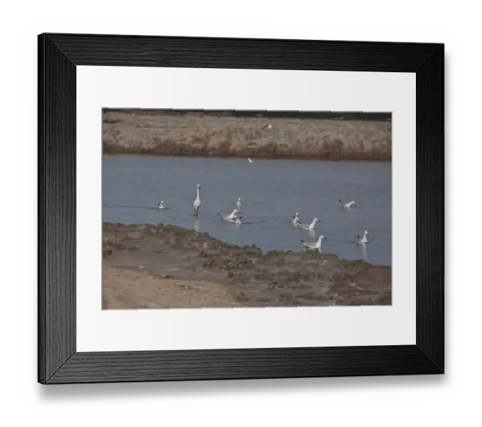 Framed Print : Slender billed gulls with little egret - Coto Donana, Spain Framed Print : Slender billed gulls with little egret - Coto Donana, Spain